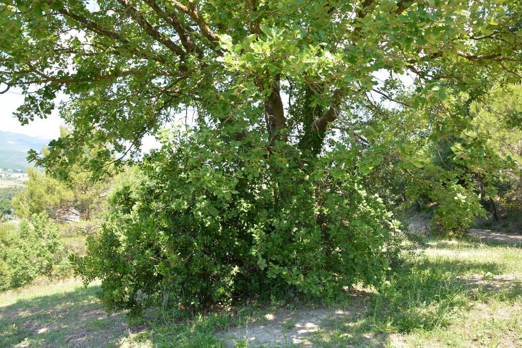 Casale Fusco Βίλα Σπολέτο Εξωτερικό φωτογραφία